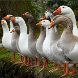 Domaća guska - opis